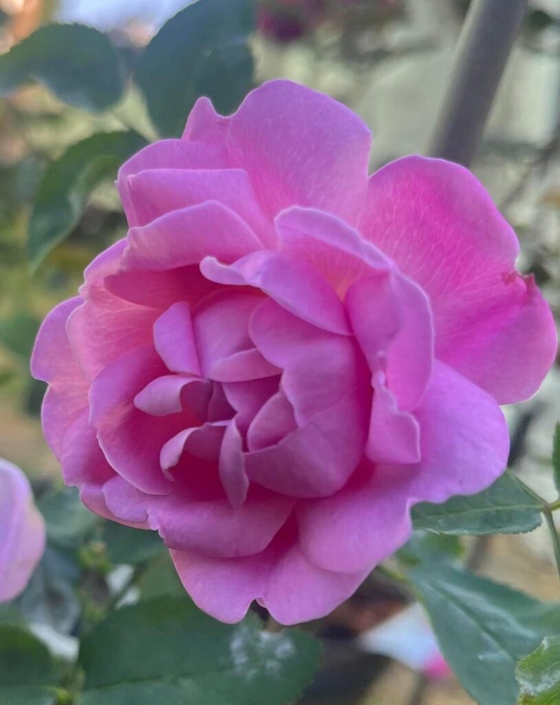 All Dressed Up “Grandiflora”