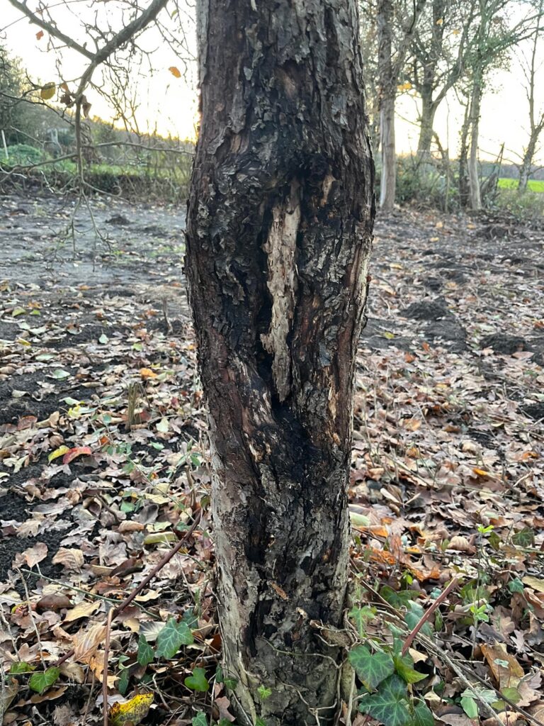 What’s wrong with my apple tree?