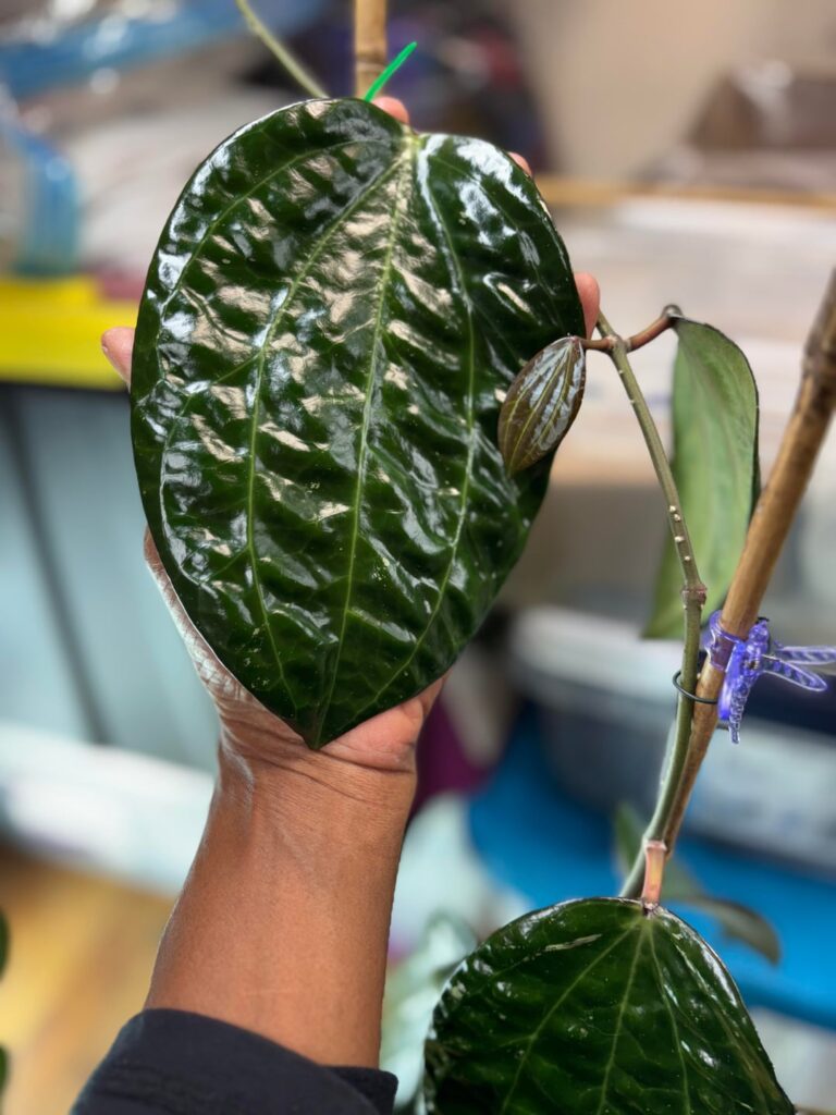 Size DOES matter!  These are HUGE! 👀