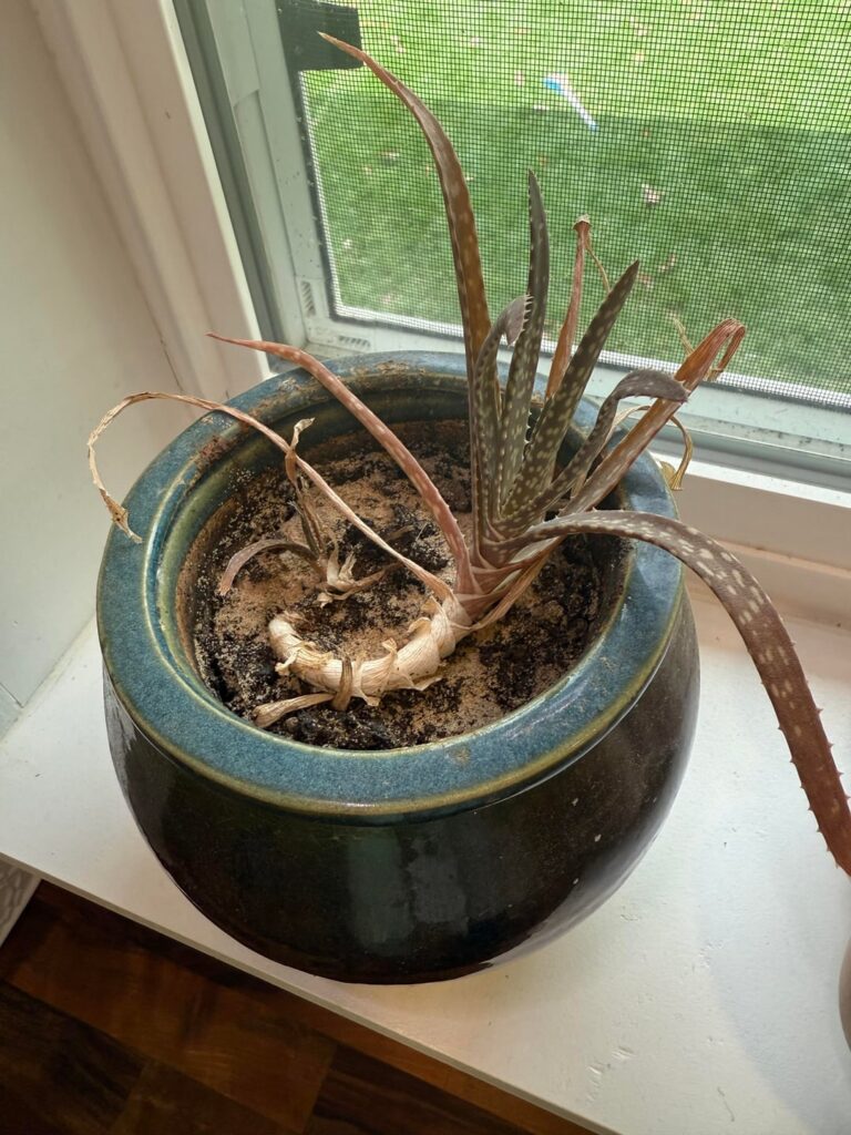 Can this aloe be saved?