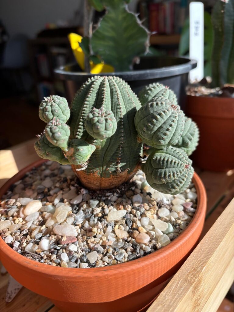 Is this a true obesa?