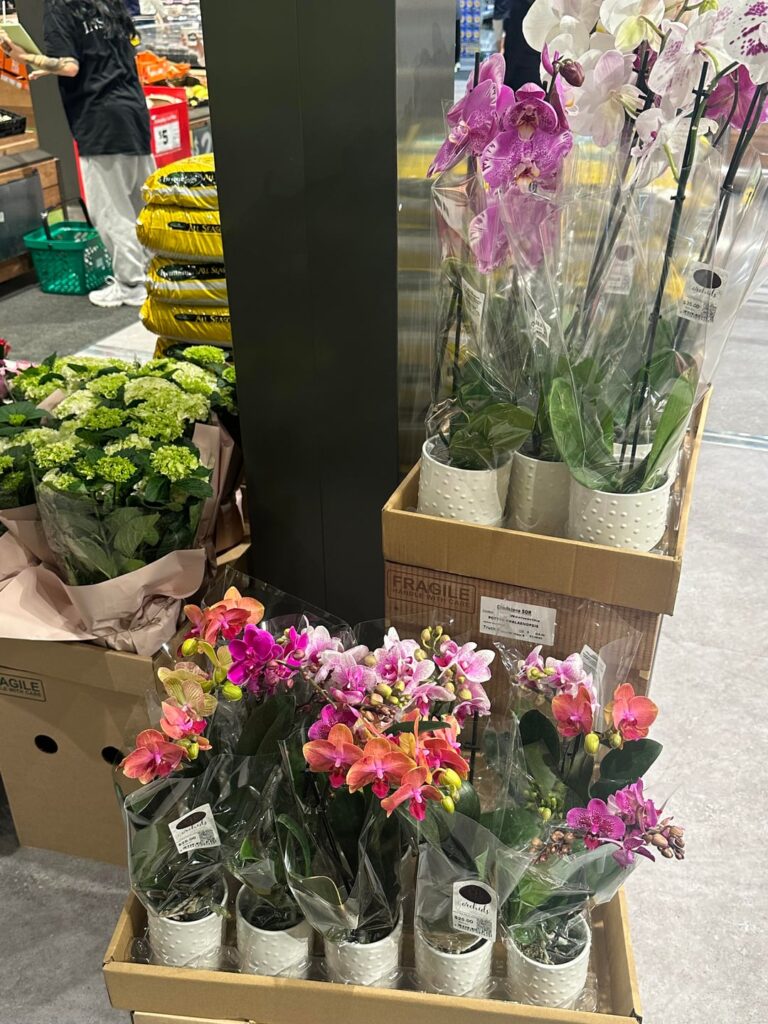 another set of orchids i found at a supermarket