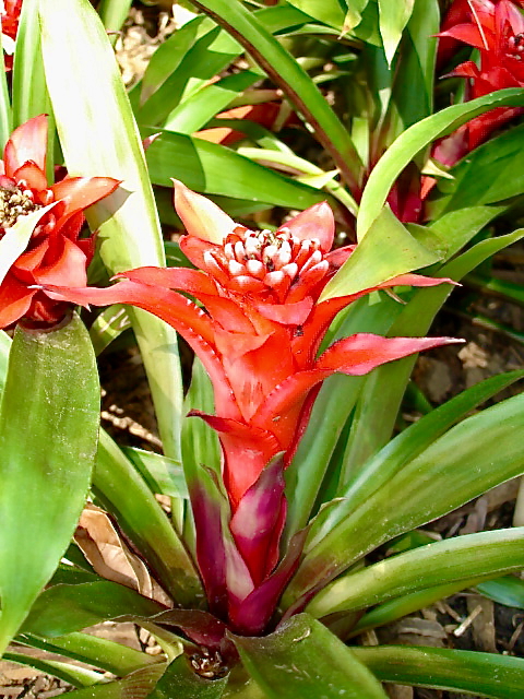 Scarlet star (Guzmania lingulata). (Courtesy Tom Karwin)
