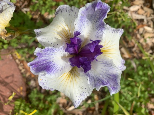 Iris douglasiana ‘Bonus Points.’ Joseph Ghio introduced this hybrid in...