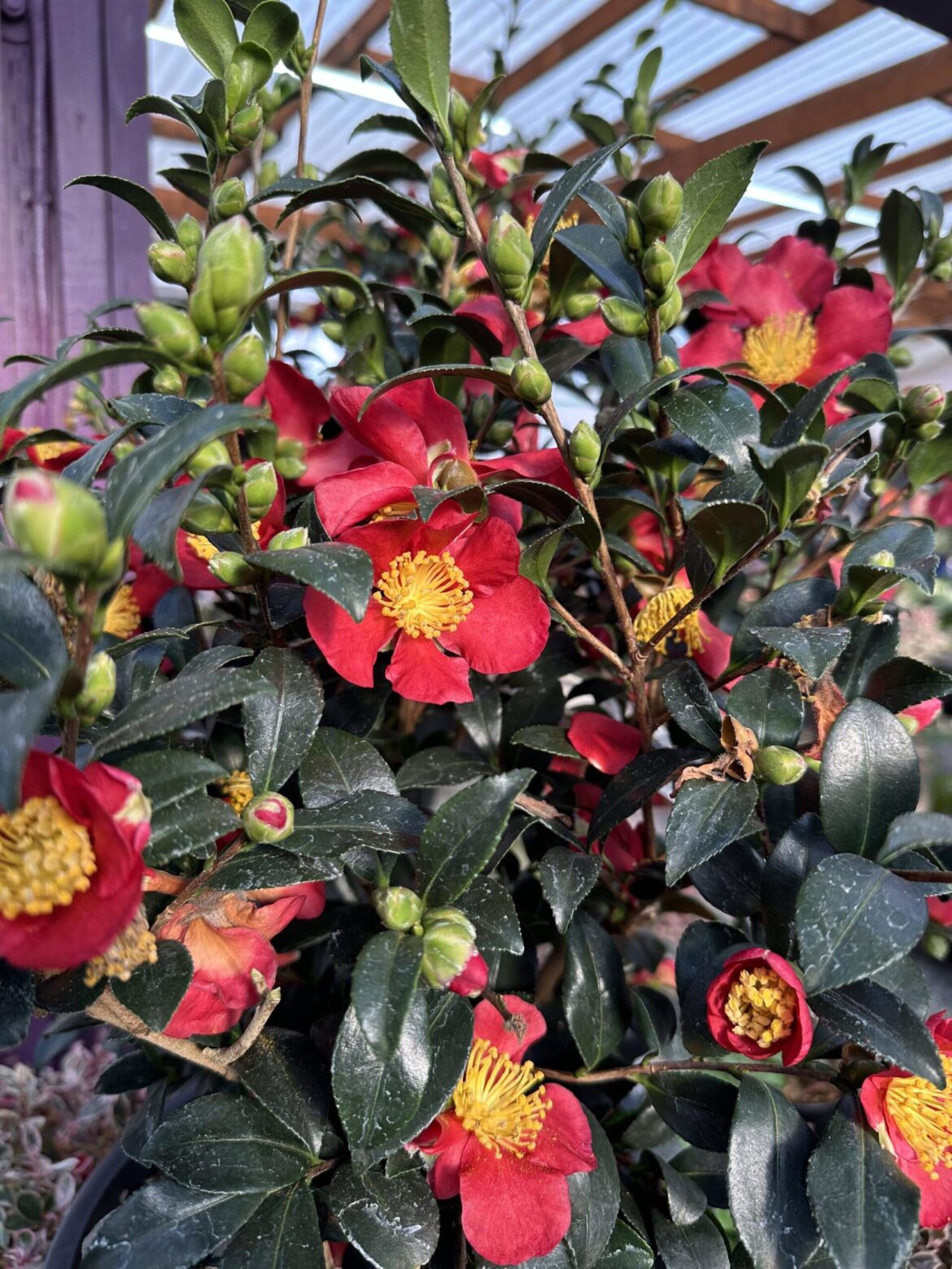 Many outdoor gems, such as Camellias, bloom in the winter, some of which offer fragrance as a bonus. (Sunnyside Nursery)