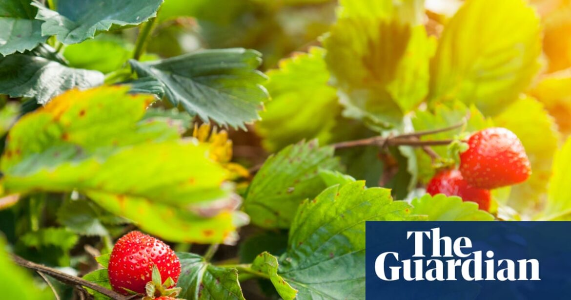 It’s been a great year for strawberries – and you can plant now for a bumper 2026 | Gardening advice It’s been a great year for strawberries – and you can plant now for a bumper 2026 | Gardening advice