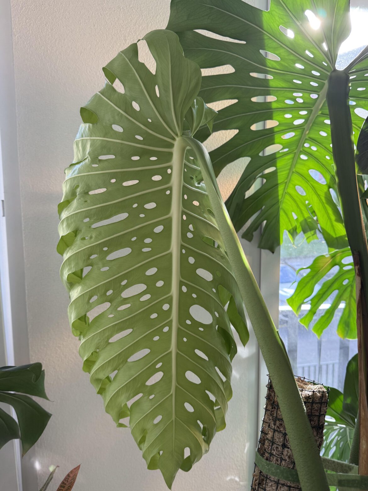 Wanted to share this unfolding beauty