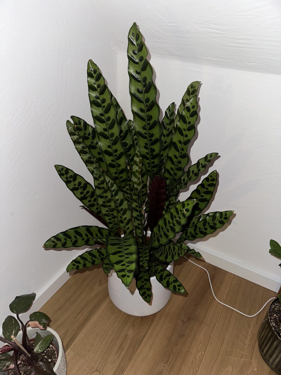 Can someone tell me what this plant is called?