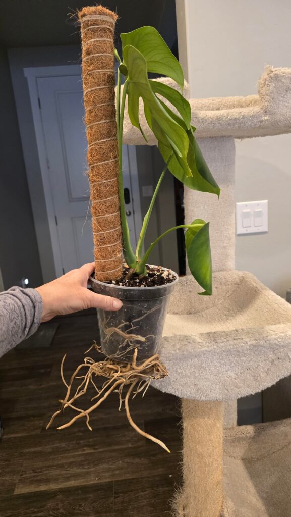 Cut pot or cut roots?