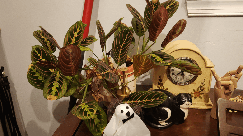 Just found this sub! My absolute favorite plant! Just found this sub! My absolute favorite plant!