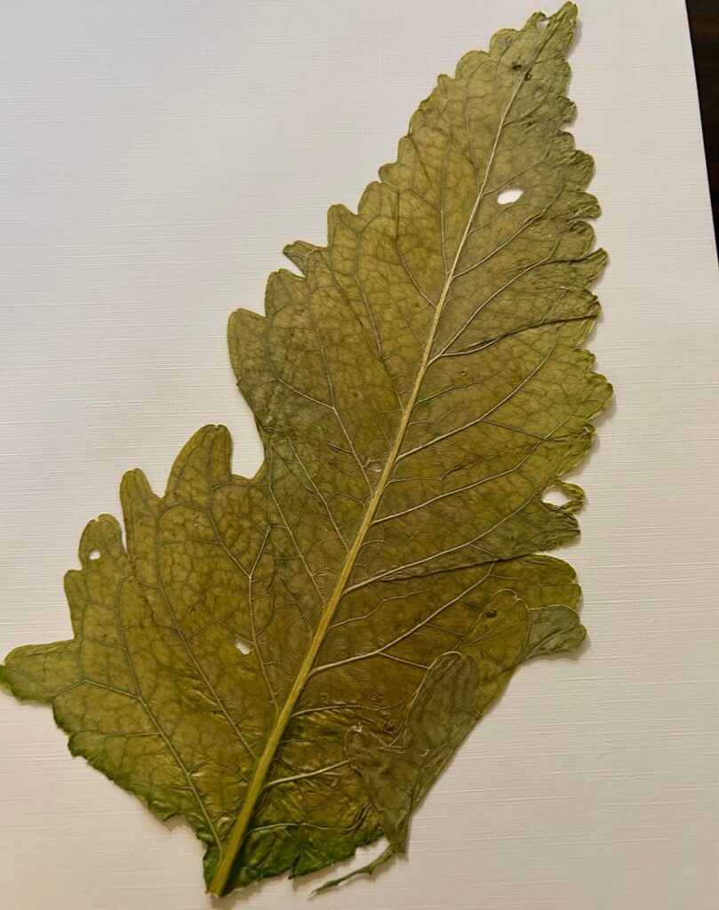 Pressed the plant so long I forgot the name