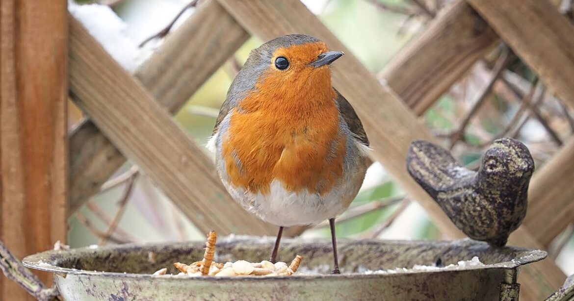 Robins will keep coming back to your garden if you leave out one fruit