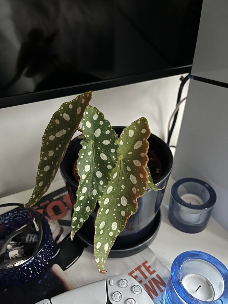 What plant is this?