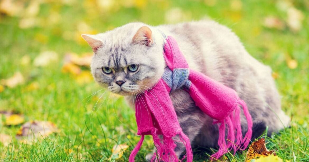 Should I still cut the grass on my lawn in winter? Should I still cut the grass on my lawn in winter?