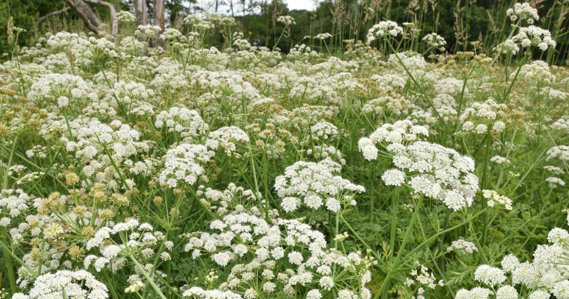 The deadly plants gardeners and foragers need to know about The deadly plants gardeners and foragers need to know about