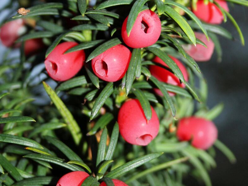 Yew berries. 