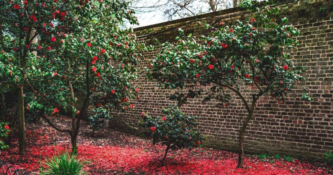 Stars of November shine brightly in our gardens Stars of November shine brightly in our gardens