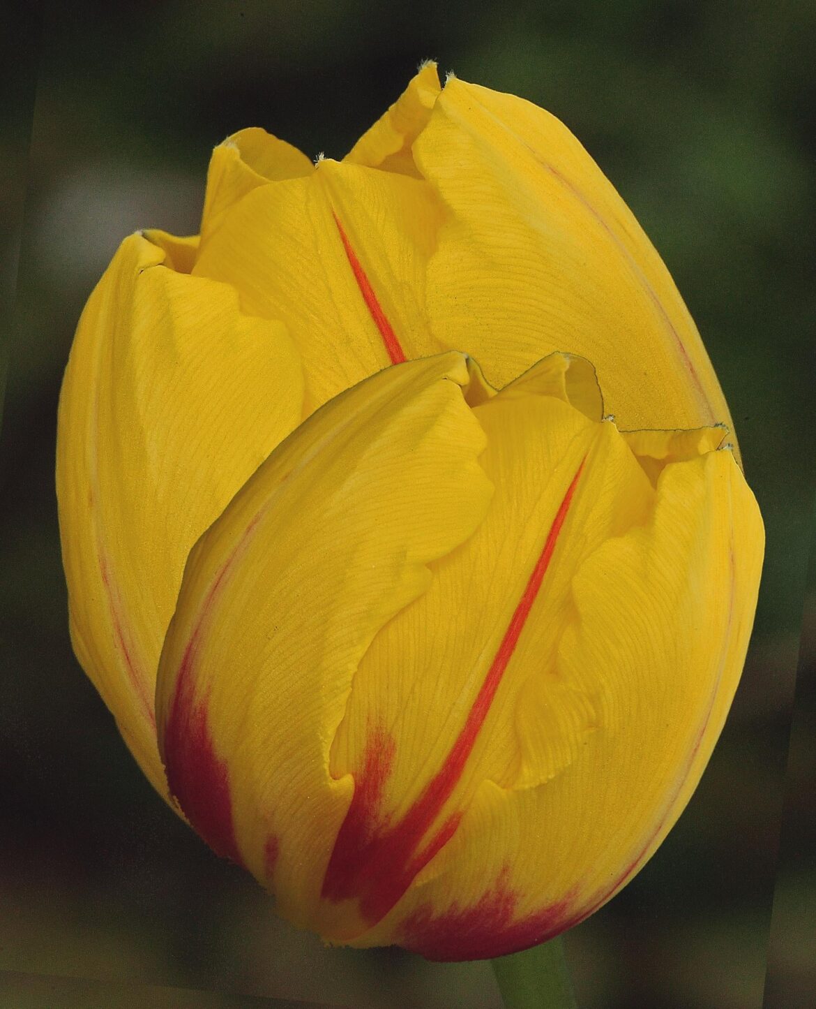 💛Yellow Tulip with red markings💛[OC]