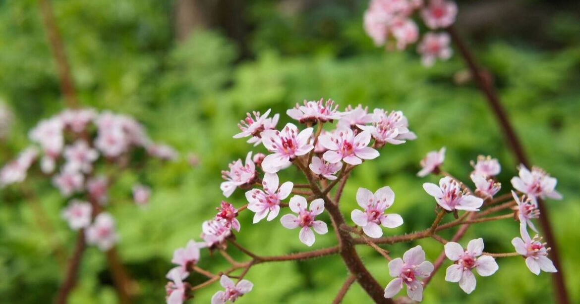 The dogwoods, willows, and irises that thrive in waterlogged Irish gardens