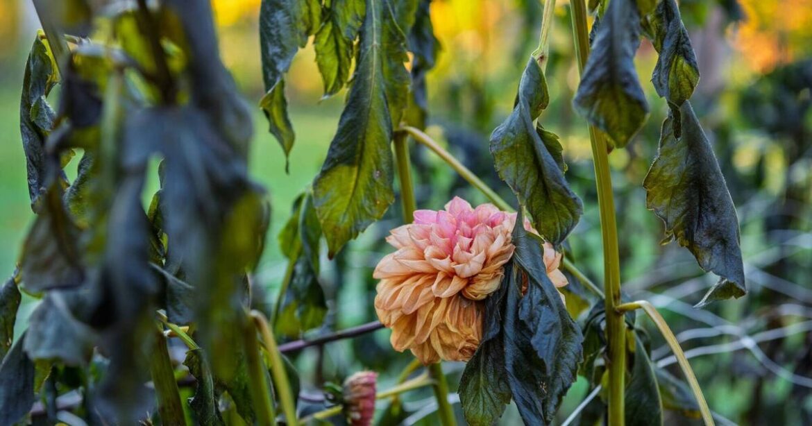 Frost signals season's end for certain plants. Here's how to manage their downtime