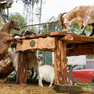 goats and sheep on wooden platform