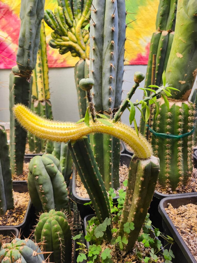 This stupid f#@kin thing