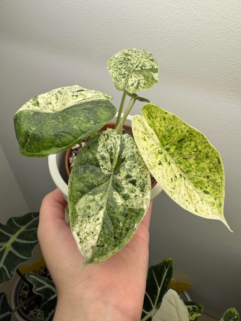 My Dragon scale Mint grew a new leaf