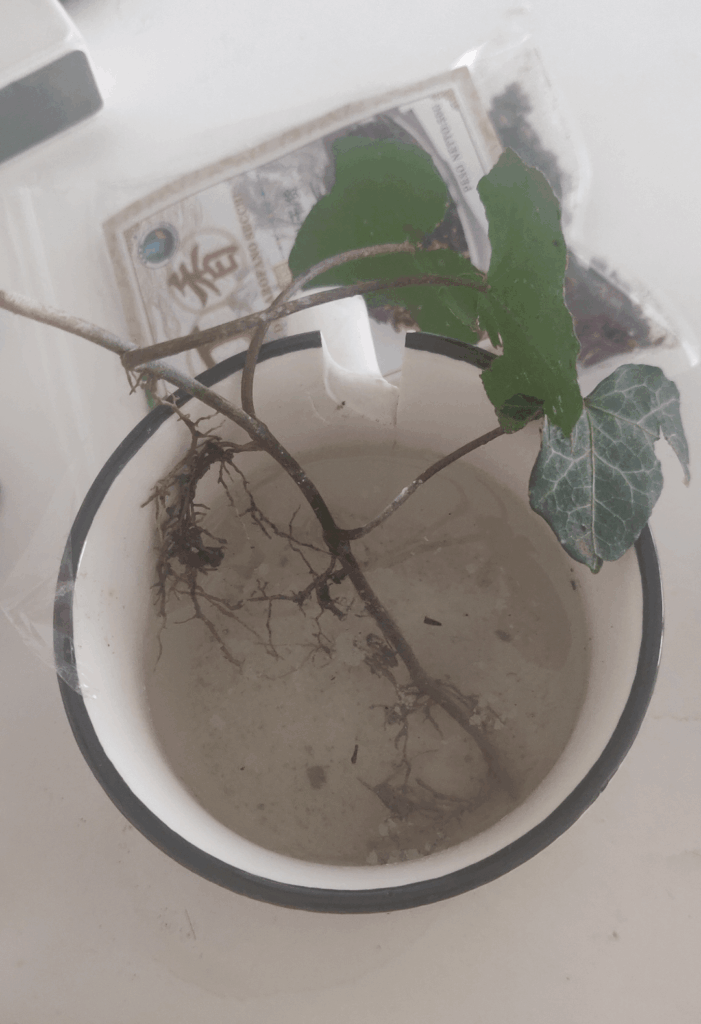 Prop ivy failure