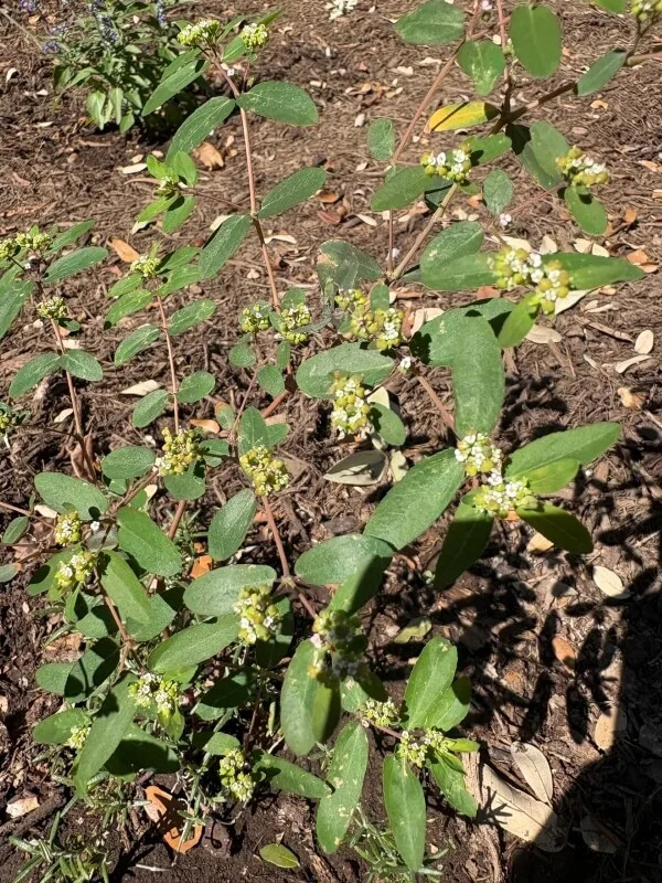 One Redditor asked for help identifying Carolina snailseed — a notorious weed — after finding it in their yard.