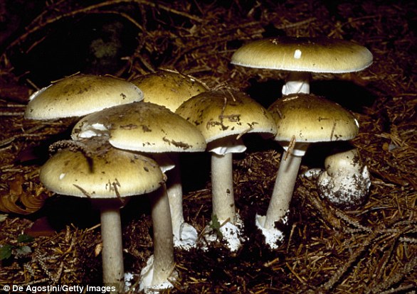 Amanita Phalloides, or death cap, often grow near oak trees and are highly toxic