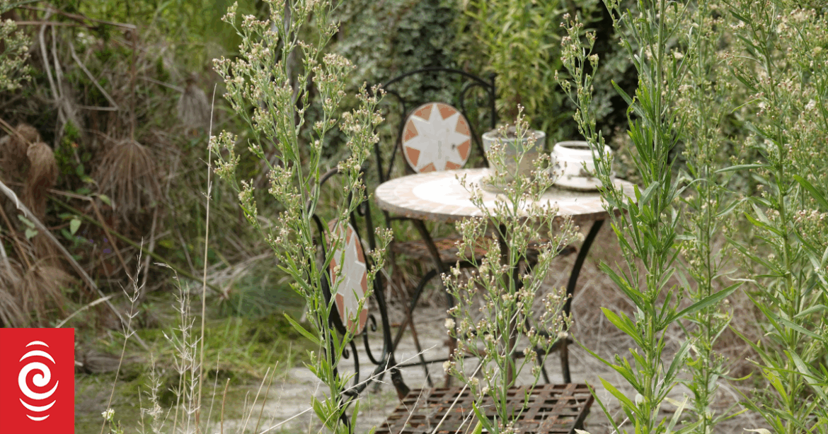 Tackling garden weeds with Hannah Zwartz