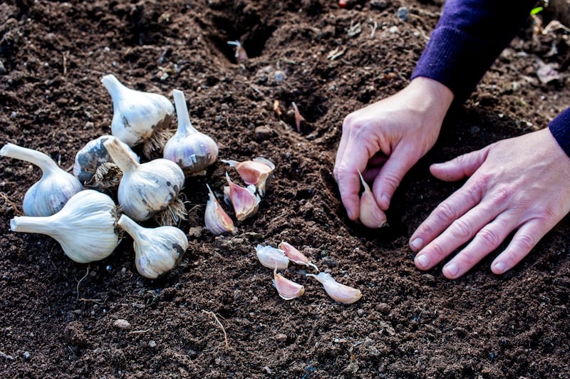 Cloves of winter-hardy garlic can be planted either in a polytunnel/glasshouse or outdoors in a sunny spot with well-drained, weed-free soil. Photograph: Getty Images