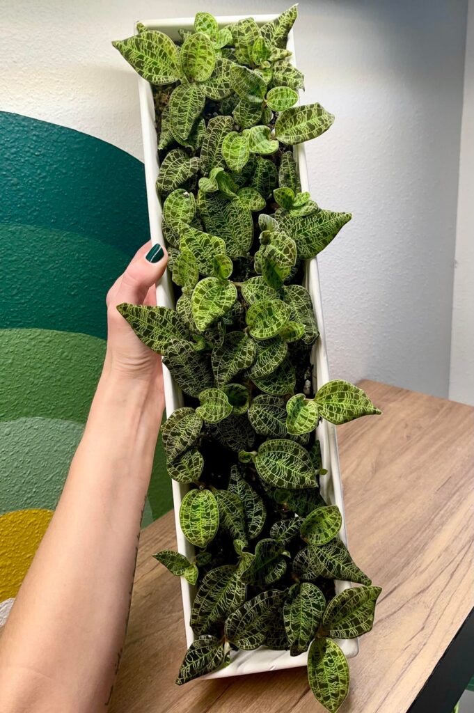 Macodes petola, aka my pride and joy 🤩 (swipe to see a pic of how tiny it was the day I got it) Which plant are you most proud of?