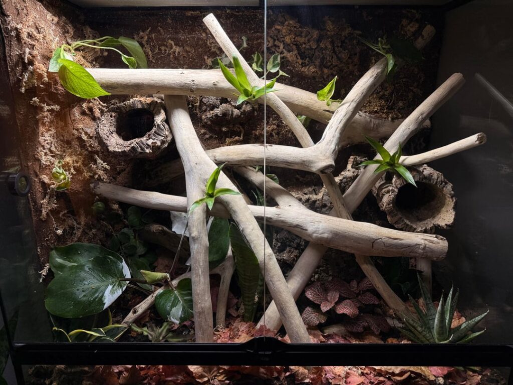 Just finished my first vivarium, excited to see it grow