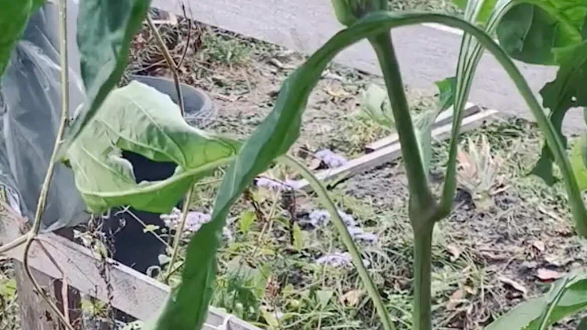 Gardener finds unexpected guest lounging high atop their tree: ‘Slick little guy’ Yahoo lifestyle home