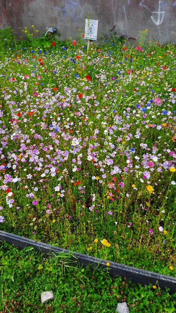 Pollinating flowers grow in the wildflower bed. 