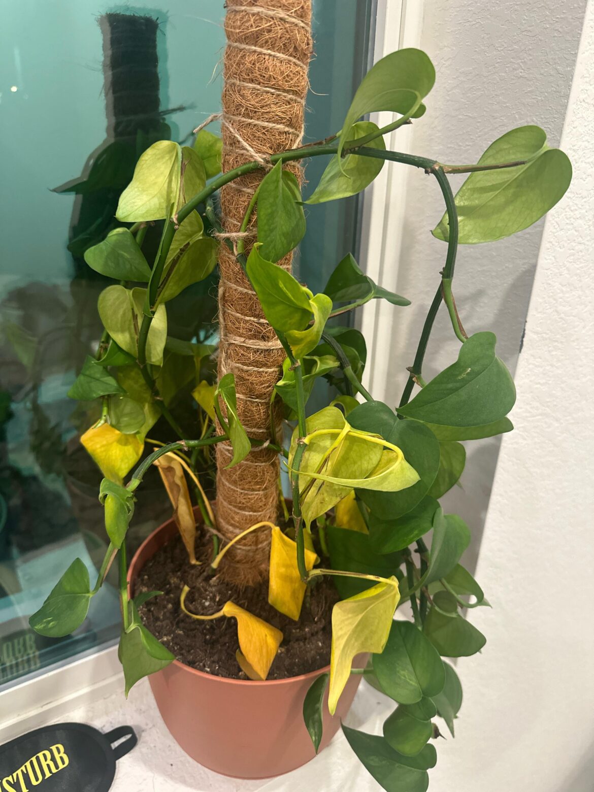 My plant is dying… please help!!!!