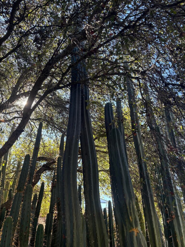 What are your temps?