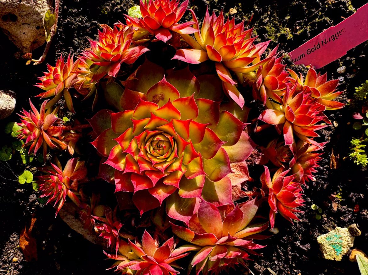 sempervivum gold nugget ( OC )