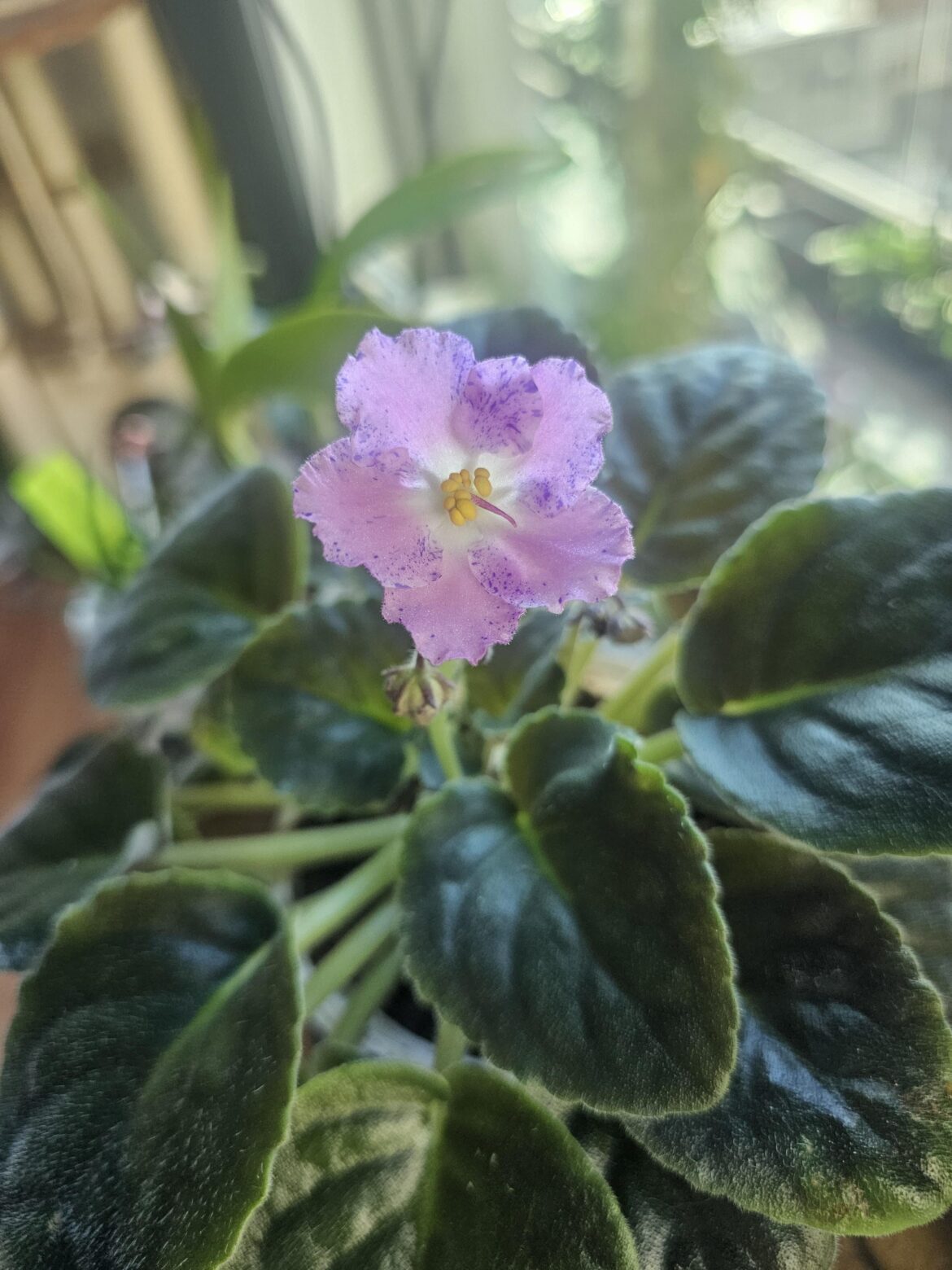 First rebloom off the violet i received from a trade