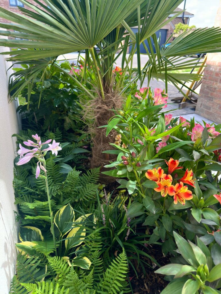 My first year gardening