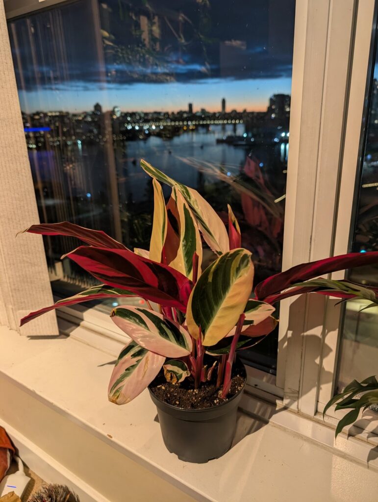 After saying, I will not buy plant anymore