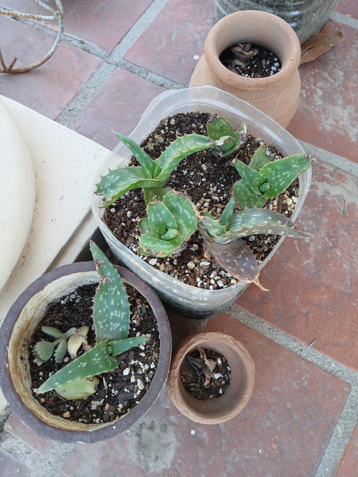 Babies of my aloe vera