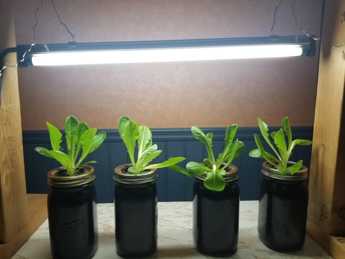 Advice for kratky lettuce Advice for kratky lettuce