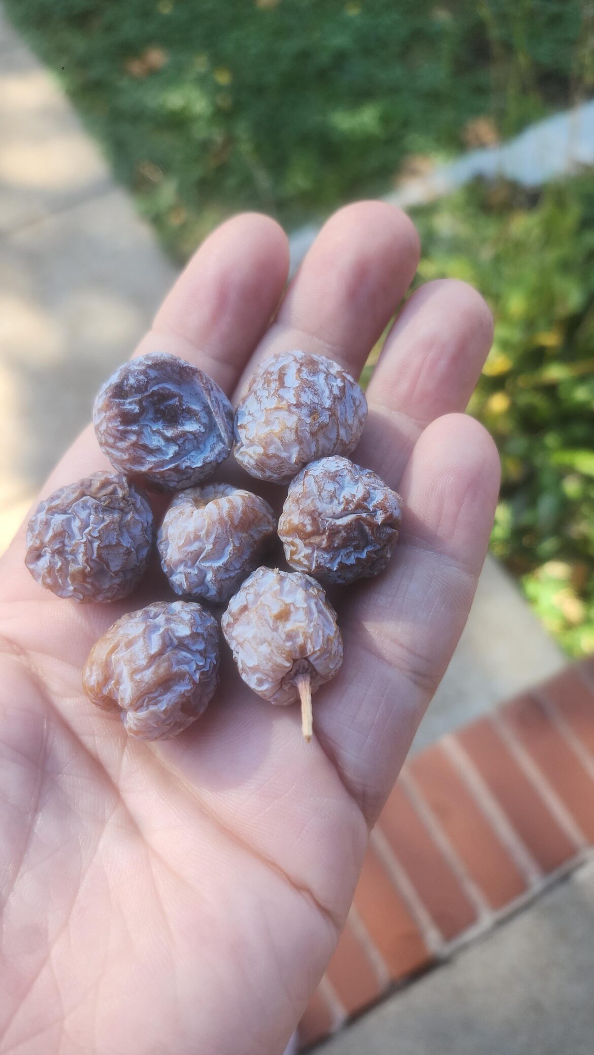 Daughter ate one, are they toxic?