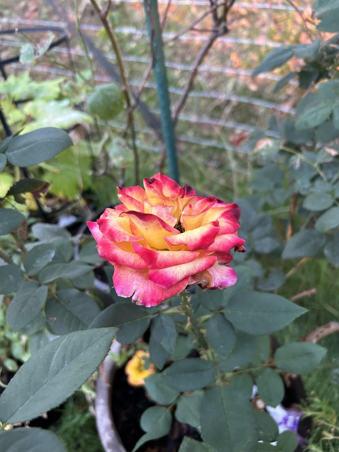 Update: I think this is the most beautiful flower I’ve ever grown