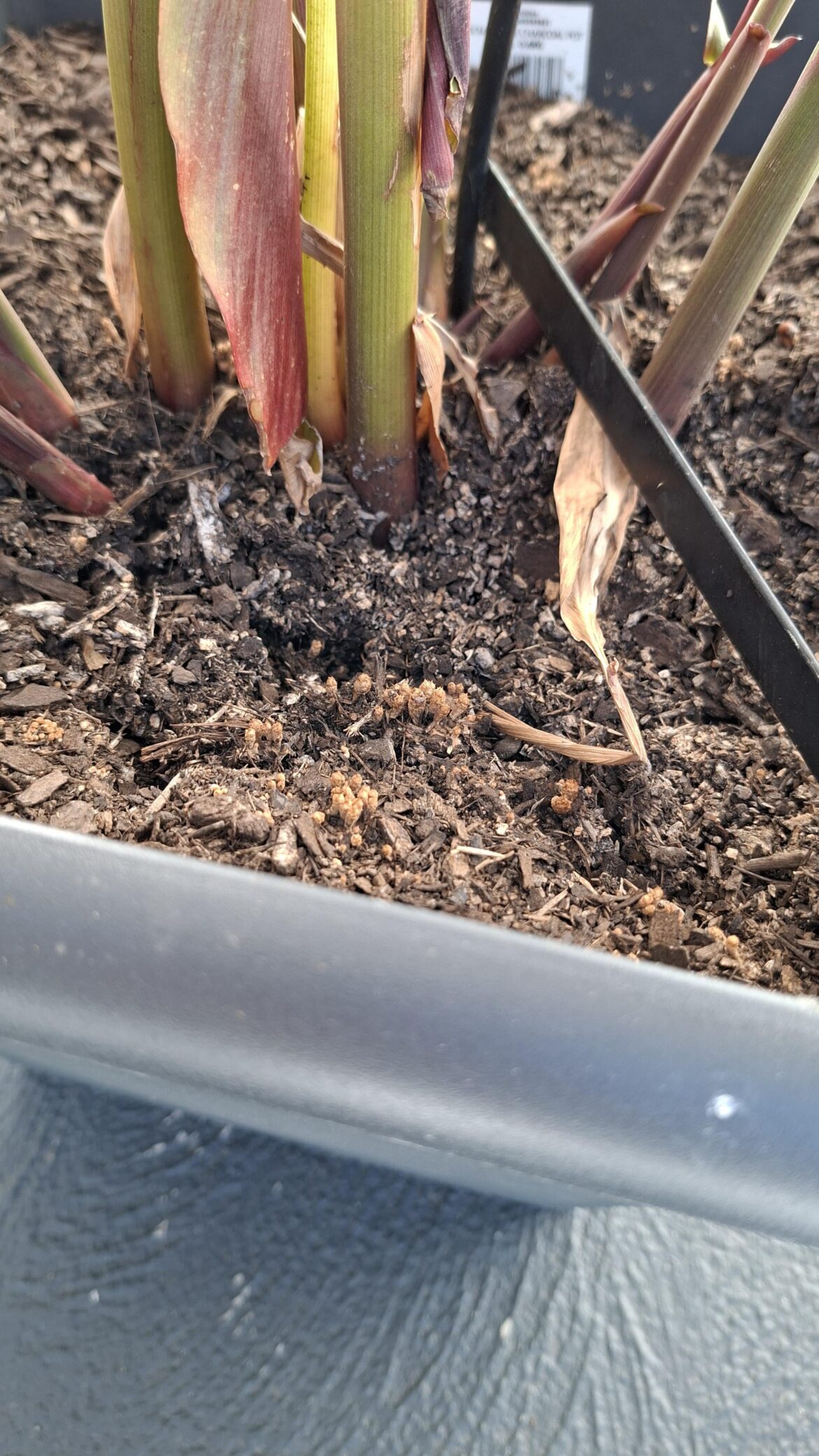 Anyone knows what this is? Do I need to get rid of the plant?