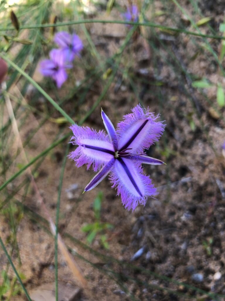 Need help identifying this. Western Australia