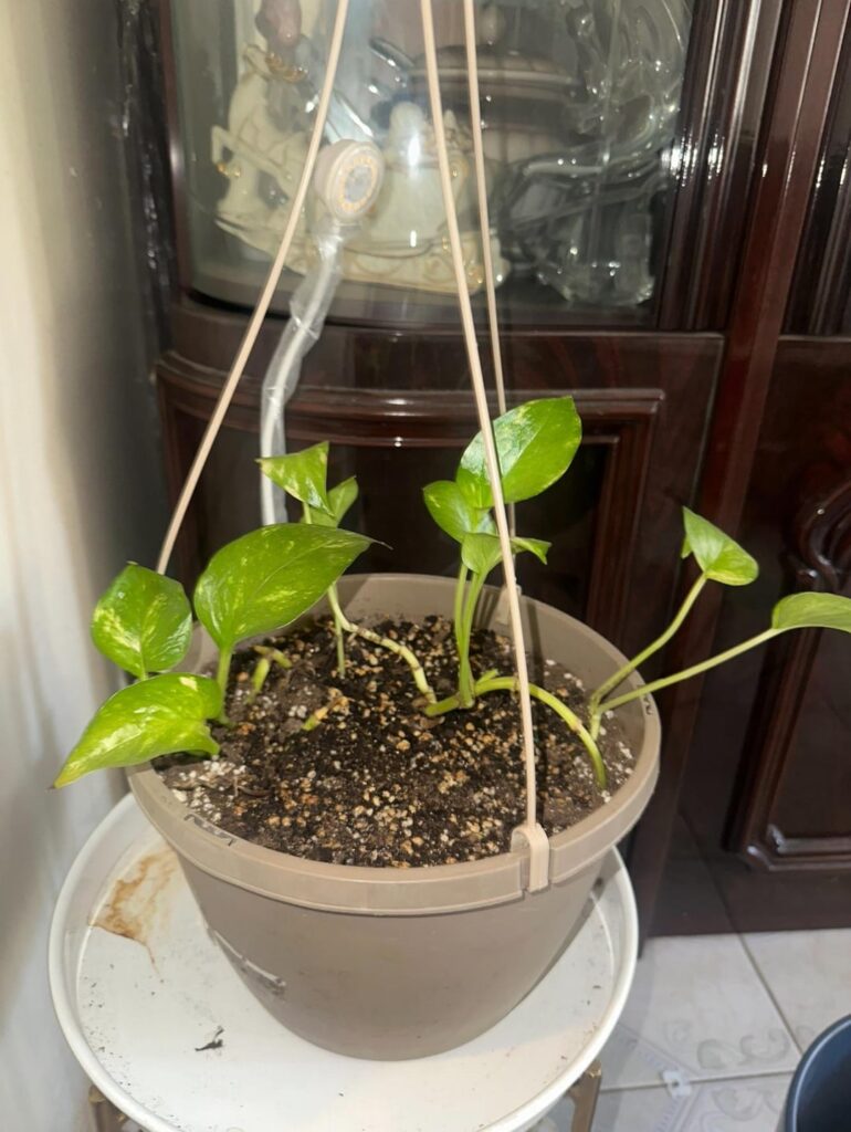 Help! Moldy soil. Help! Moldy soil.