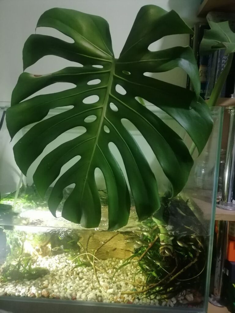 my monstera is dying
